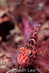 short-snout Hawk fish. by Allen Lee 